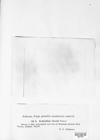 Exobasidium vaccinii image